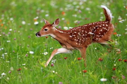 White-tailed deer