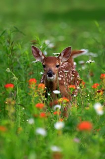 White tailed deer
