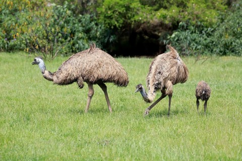 Emu
