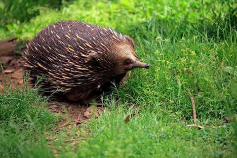 Short-beaked Echidna