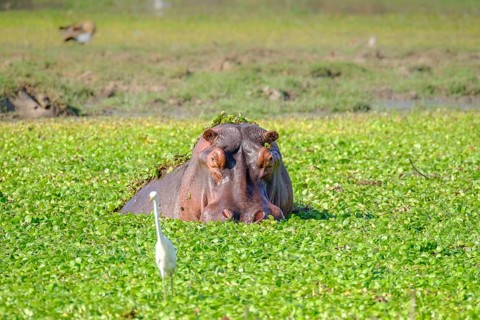 Hippo