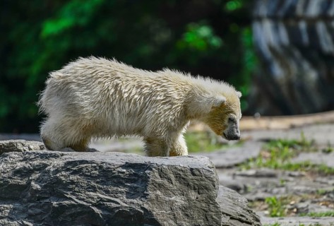 Polar bear cub Hertha