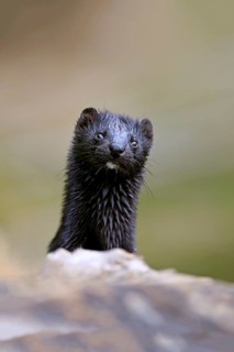 American mink