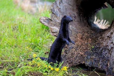 American Mink