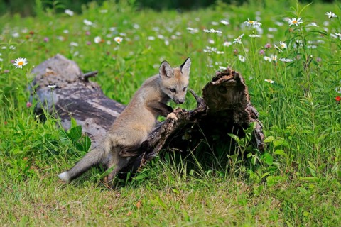 Eastern american red fox
