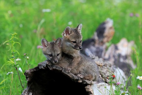 Gray fox