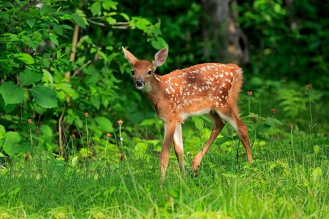 White-tailed deer