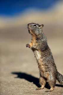 California Ground Squirrel