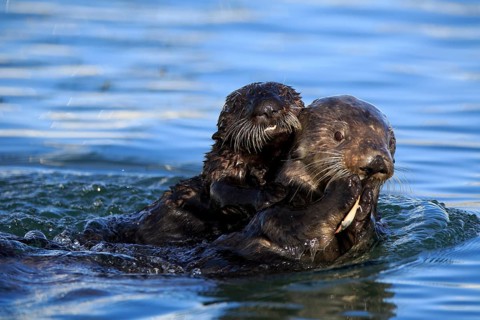 Sea Otter