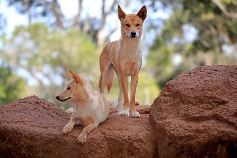 Dingo