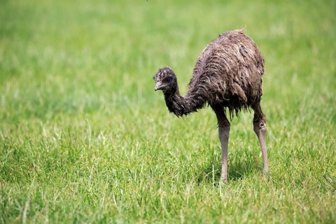 Emu