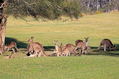 Eastern grey kangaroo