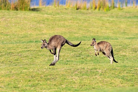 Eastern grey kangaroo