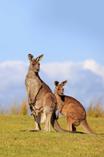 Eastern grey kangaroo