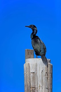 Brandt's Cormorant