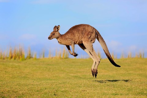 Eastern grey kangaroo