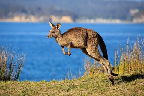 Eastern grey kangaroo