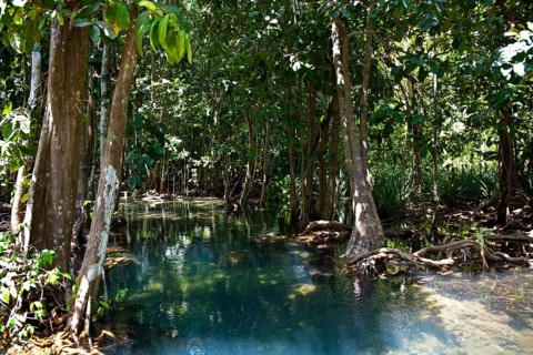 Mangrove trail in Tha Pom Khlong Song Nam nature park/ Mangrove trail in Tha Pom Khlong Song Nam national park