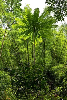 Tree fern
