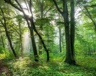 Natural old beech forest