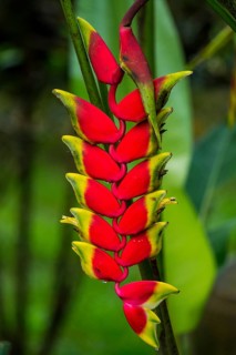 False bird-of-paradise