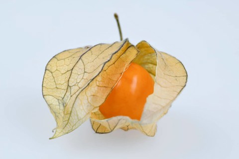 Physalis