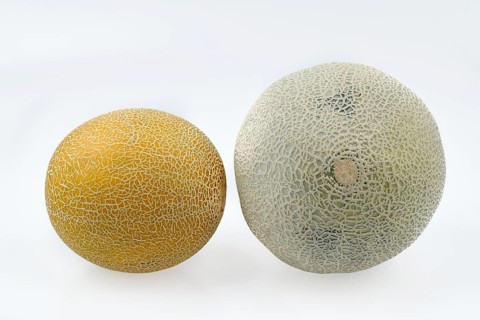 Galia melon