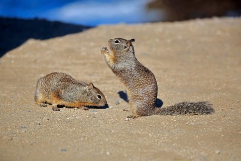 California Ground Squirrel