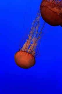 Sea Nettles