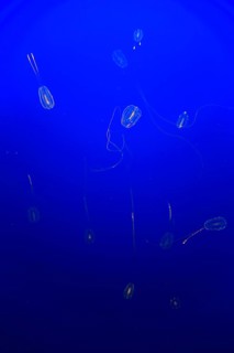 Sea Gooseberry
