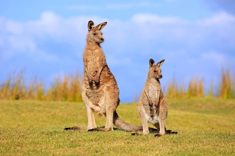 Eastern grey kangaroo