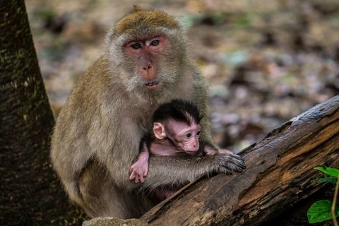 Long-tailed macaque