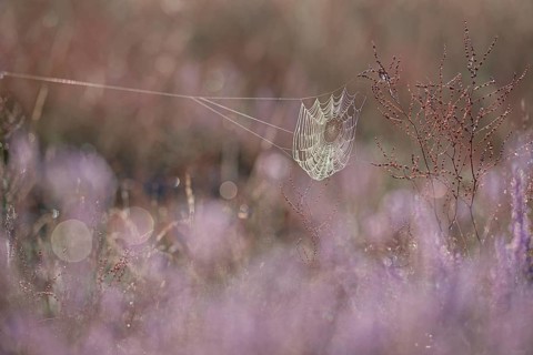 Spider's web with morning dew