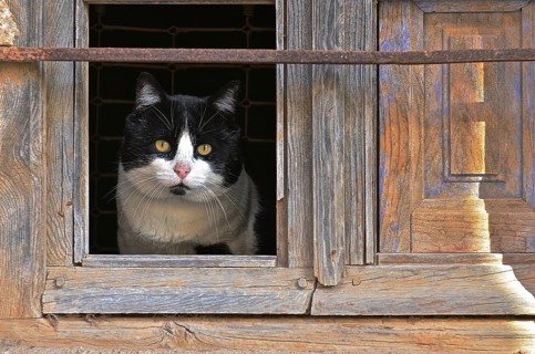 Black and white cat looking out of glassless window