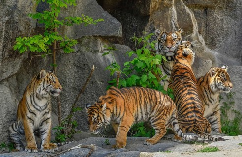 Sumatran tigress Mayang and cubs