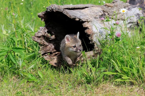Gray fox