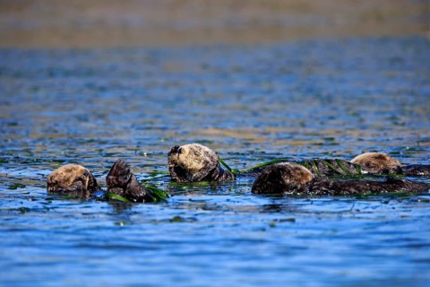 Sea Otter