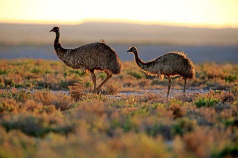 Emu