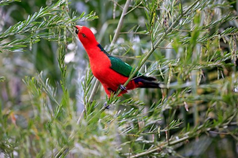 Australian king parrot
