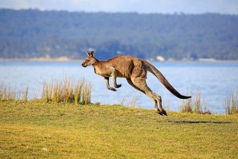 Eastern grey kangaroo