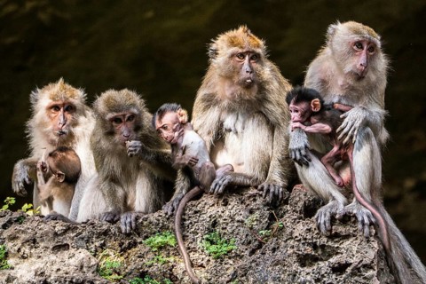 Long-tailed macaque