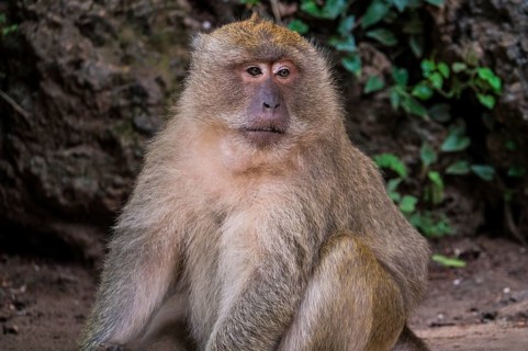 Long-tailed macaque