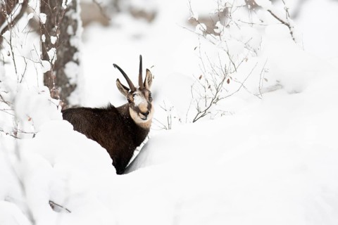 Chamois