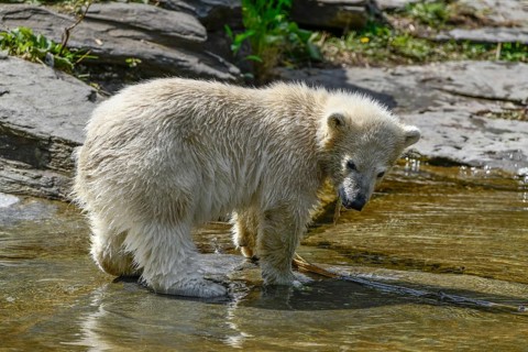 Polar bear cub Hertha