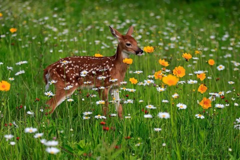 White-tailed deer
