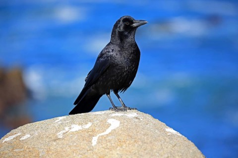 American Crow