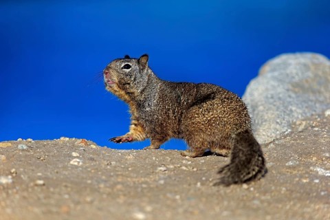 California Ground Squirrel