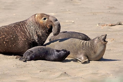 Northern Elephant Seal