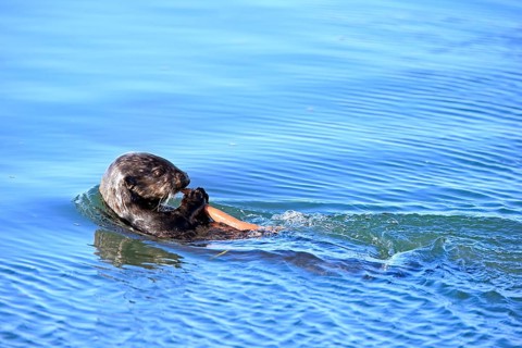 Sea Otter
