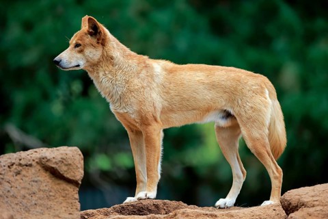 Dingo
